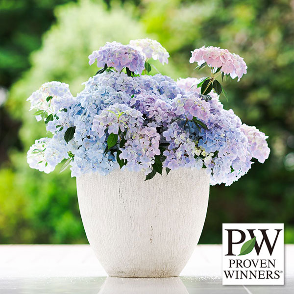 【花苗】PW正規品 ラグランジア オーロランジュ ②❤︎お花あり　新品種 花苗】PW正規品 ラグランジア オーロランジュ ②❤︎お花あり 新