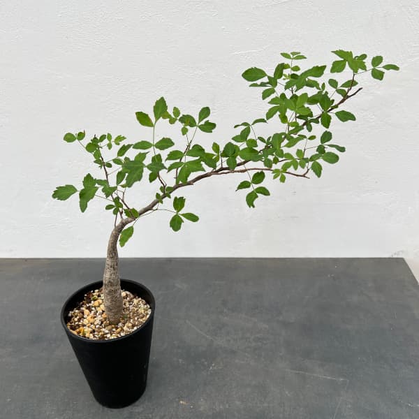 ブルセラ ファガロイデス 希少 実生 (検 オテロイ チタノタ Yahoo!オークション - ブルセラ ファガロイデス 実生