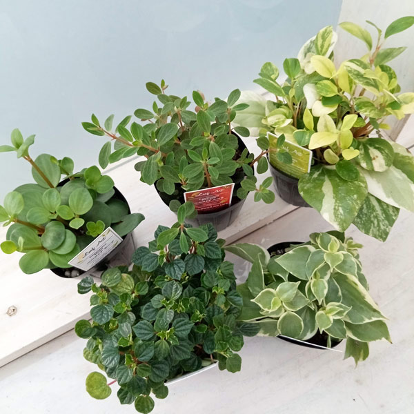 楽天市場】観葉植物ペペロミア・ホープをキュートなカラー陶器に植えて