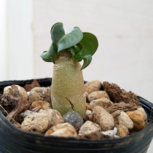 楽天市場】観葉植物/アンスリウム：ウェンドリンゲリー3.5号吊り鉢