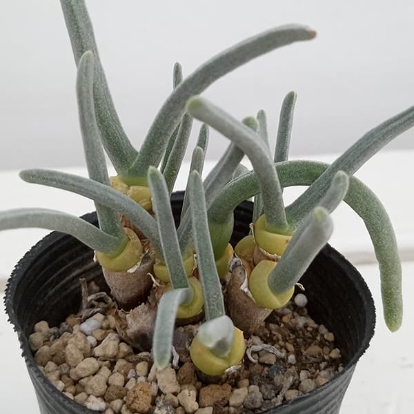 楽天市場】観葉植物/[ザ・ファームセレクト]ドラセナ：sp.スパイラル