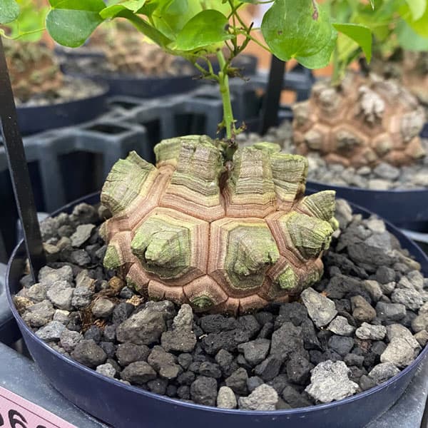 焼肉定食　メキシコ亀甲竜＋40粒 楽天市場】【現品・現物】夏型塊根植物 メキシコ亀甲竜（キッ