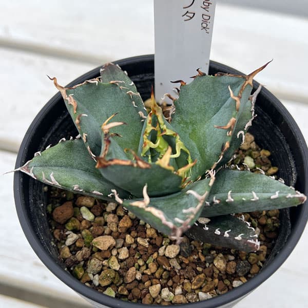 楽天市場】観葉植物/アガベ:チタノタ 黒豹 3号鉢植え : 園芸 楽天市場】観葉植物/アガベ:チタノタ 黒豹 3号鉢植え : 園芸