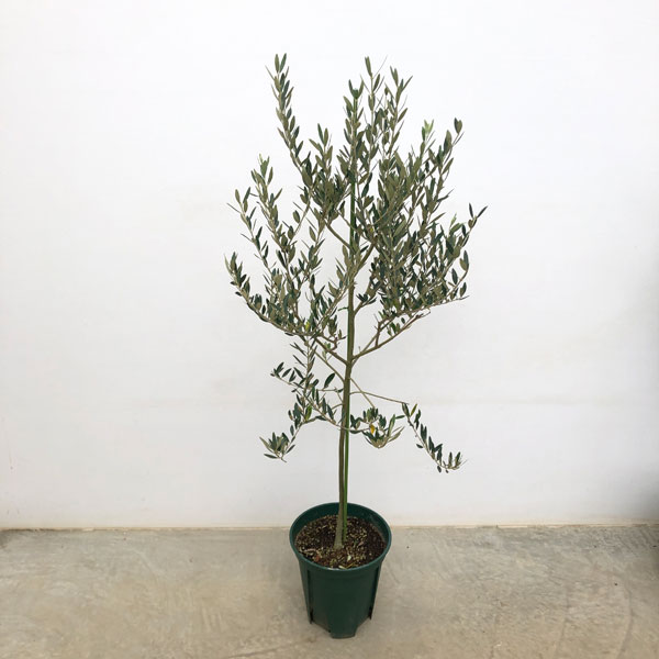 楽天市場】花木 庭木の苗/オリーブ：カロレア 8号鉢植え : 園芸ネット