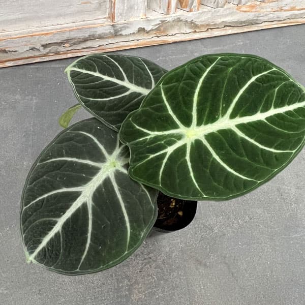 Masayo ページ アロカシア芋3個 hqdefault.jpg