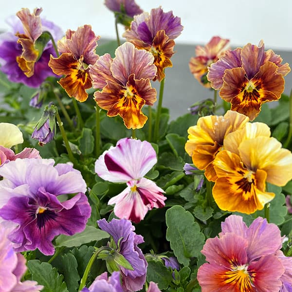 楽天市場】草花の苗/パンジー：フェデネージュ モネ 積みわら3-3.5号