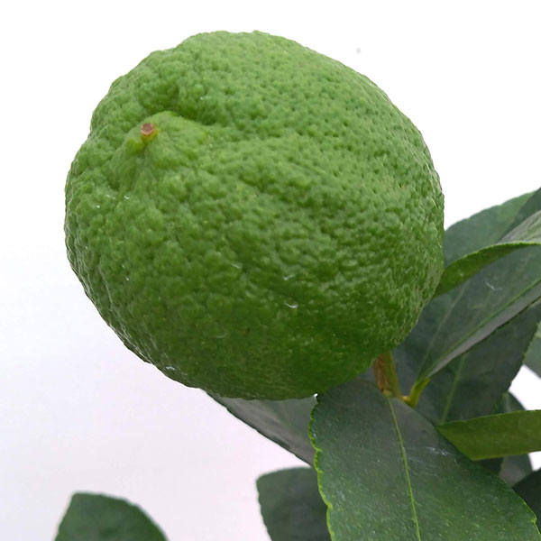 フレーバーグリーン1本、ライムクワット1本 ライムの大苗 品種:フレーバーグリーン【果樹の苗木 8号スリット