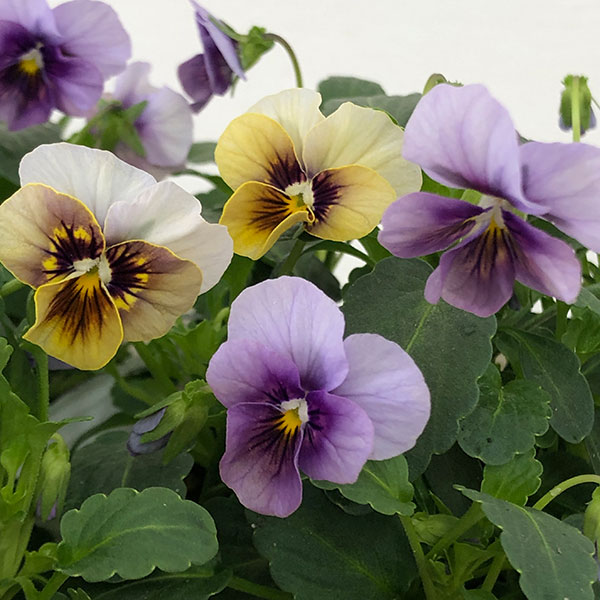 楽天市場】草花の苗/パンジー：フェデネージュ モネ 積みわら3-3.5号