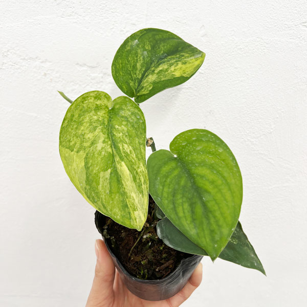 楽天市場】エキゾチカ ホログラム スキンダプサス 希少 観葉植物