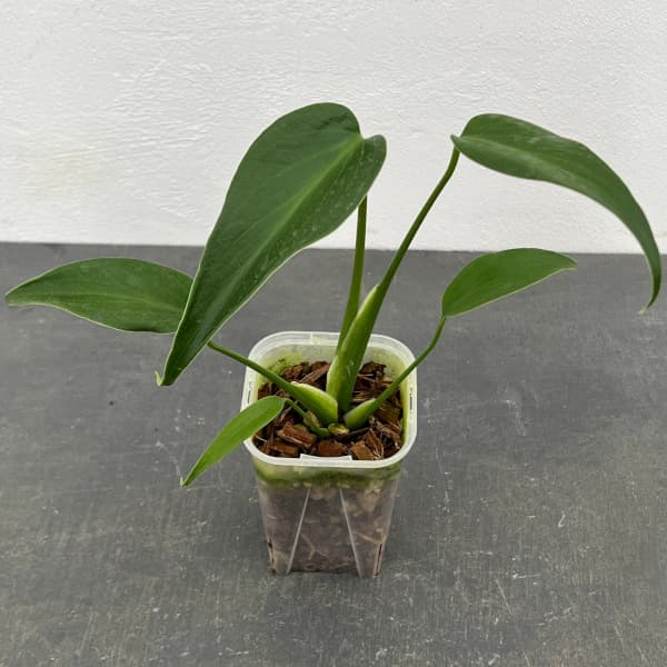 楽天市場】観葉植物/モンステラ:バールマルクスフレーム 3号 楽天市場】観葉植物/モンステラ:バールマルクスフレーム 3号