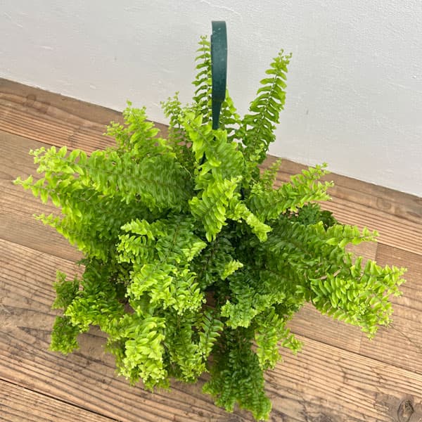 楽天市場】観葉植物/ネフロレピス：ビセラタ（フィッシュテール