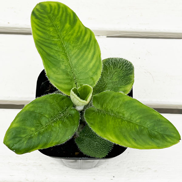 楽天市場】観葉植物 スキスマトグロッティス ワリシー 4号鉢 観葉植物