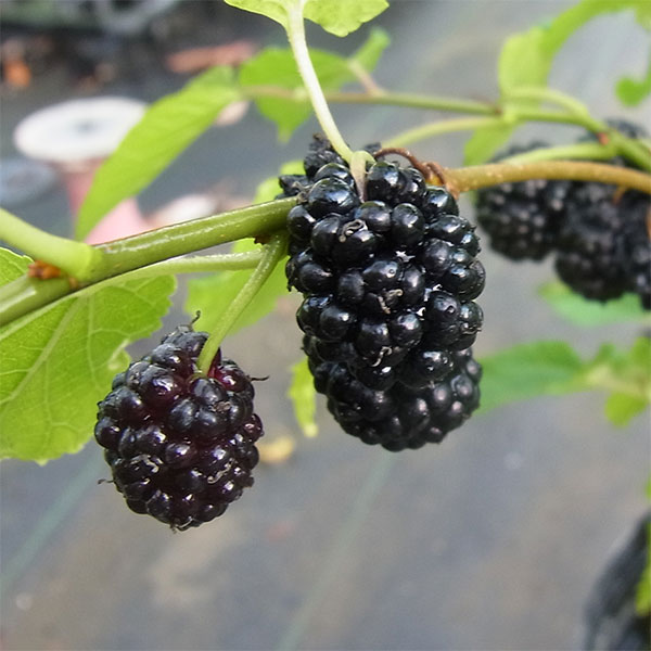 楽天市場】果樹の苗/[送料無料]マルベリー（桑）：大実桑（オオミグワ