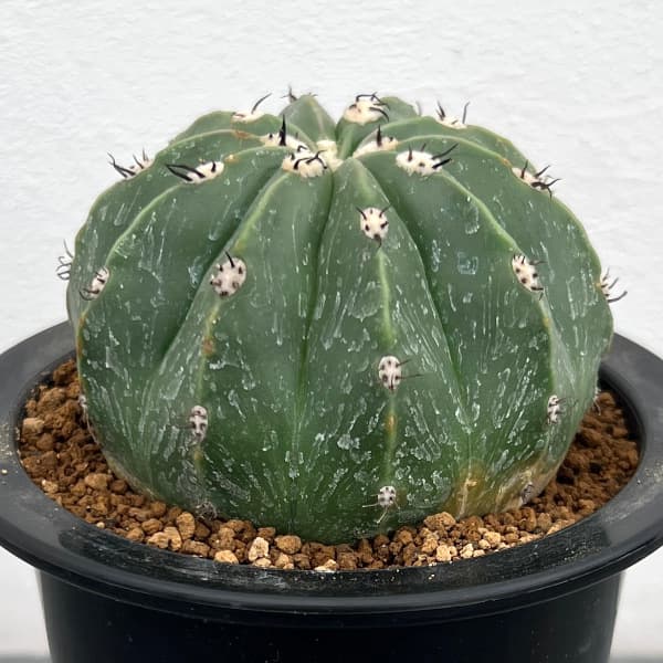 ［特大］メロカクタス クルビスピナス ドライガーデン メロカクタス・クルビスピナス - メルカリ