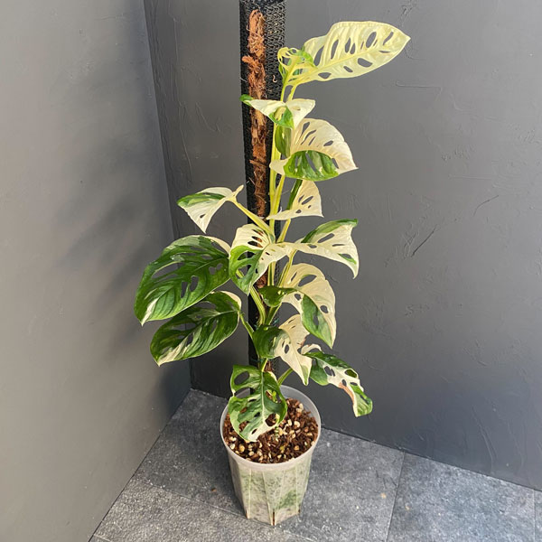 楽天市場】【セール品！】 希少！ 斑入りマドカズラ 5号鉢 ねこチップ