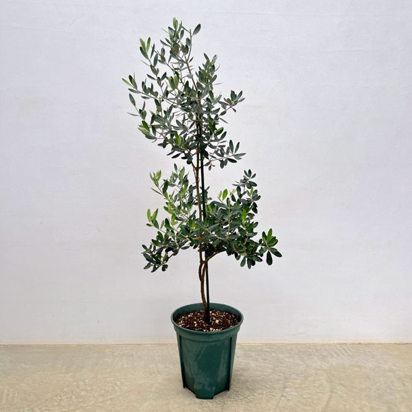 楽天市場】花木 庭木の苗/オリーブ：カロレア 8号鉢植え : 園芸ネット