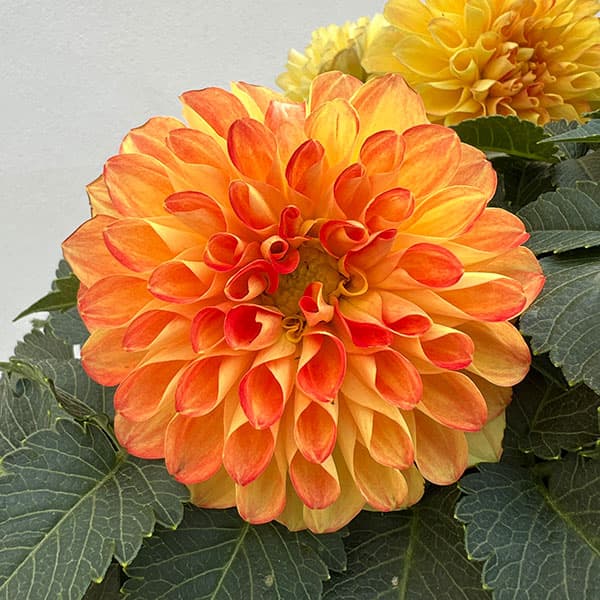 楽天市場】ダリア ダリーナマキシ レッドバイカラー5号鉢苗