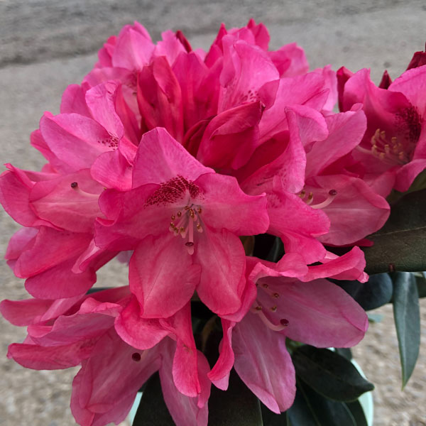 楽天市場】【現品】本石楠花(ホンシャクナゲ) 苗木 7号 4059 : 千草園芸