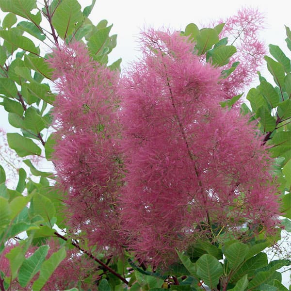 楽天市場】花木 庭木の苗/スモークツリー：パステルシュシュ5号ポット