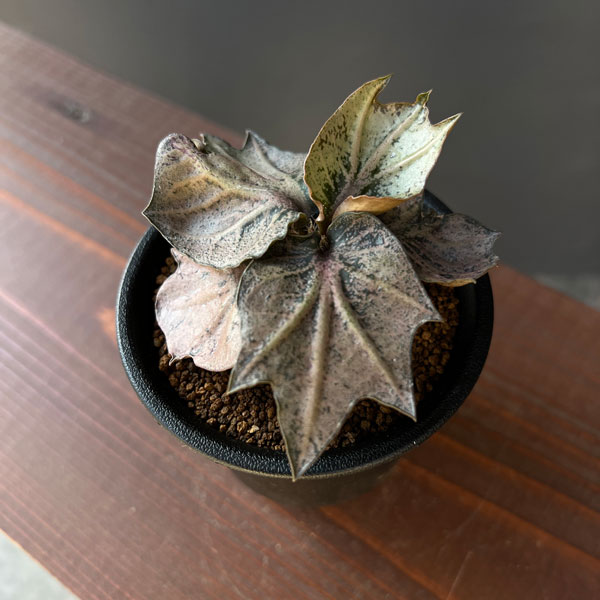 楽天市場】観葉植物/[棚卸セール]（わけあり特価）ユーフォルビア