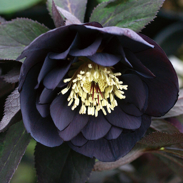 クリスマスローズ mumu　 ソレイユ交配セット＋ブラック交配セット 楽天市場】クリスマスローズ：クレオン交配ダブルセミミックス3号