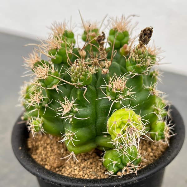 新天地疣班　ギムノカリキウム⭐︎サボテン 新天地疣班 ギムノカリキウム⭐︎サボテン - メルカリ