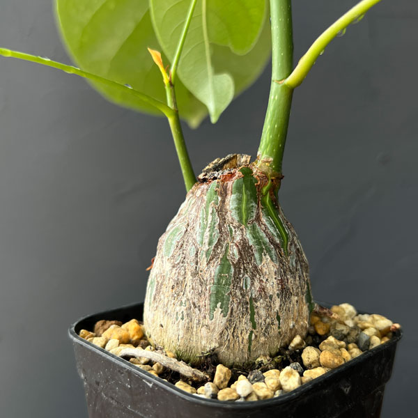 楽天市場】【現品販売】 幹の太い ボンバックス 白色丸型プラ鉢