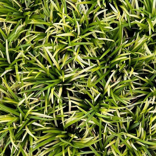 ぴかん様　購入済みです。龍の髭　黒龍　２株で付いて１株です。　抜き苗　2-(6) 楽天市場】りゅうのひげ（苗物｜ガーデニング・農業）：花・ガーデン