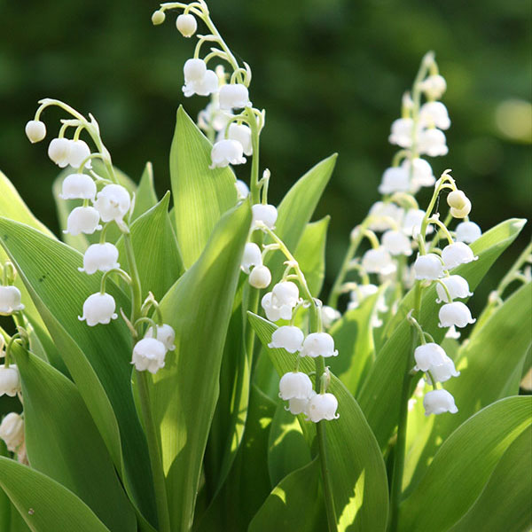 楽天市場】2026年2月に開花苗 スズラン鉢植えすずらん ドイツすずらん