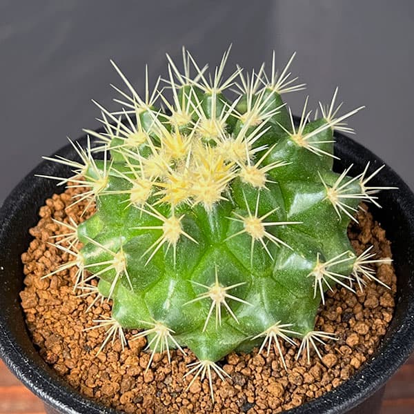 楽天市場】観葉植物/サボテンの王様：金シャチ（キンシャチ・金鯱）12