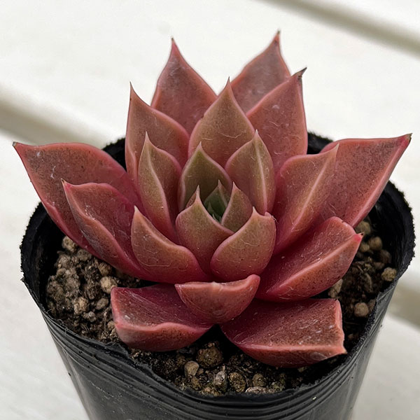 楽天市場】多肉植物 エケベリア ローラ 2.5号 タニクショクブツ 2.5号