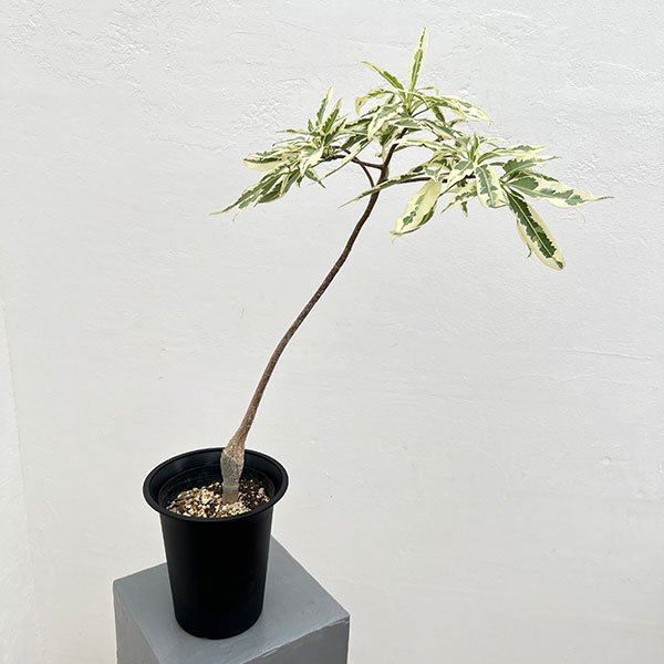 楽天市場】観葉植物/バオバブ：アダンソニア ザー バリエガータ