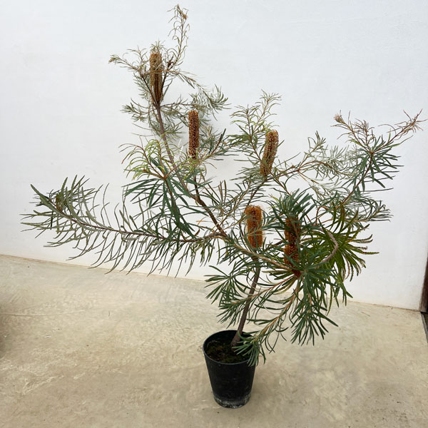 楽天市場】バンクシア・ヘアピン （スピヌロサ） 5号ポット苗 : 苗木部