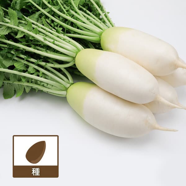 [貨物輸送無料](お役目用・受注生み出すこと品)清白：味短歌 ペレット5千粒[蔬菜タネ]*