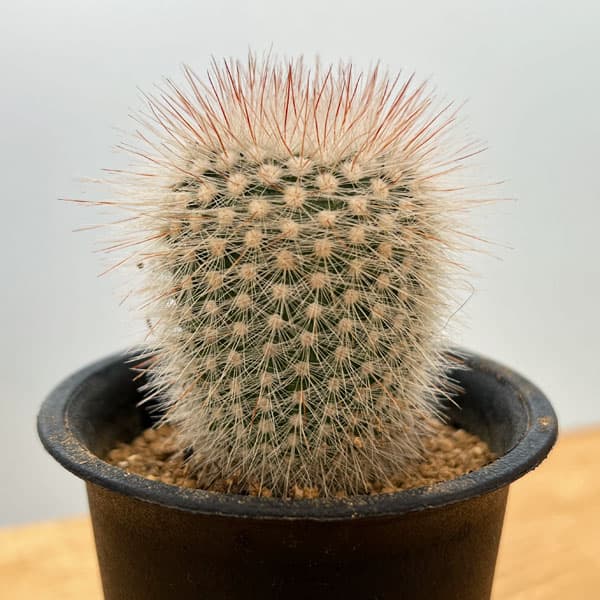 楽天市場】おしゃれ 観葉植物：デンマークカクタス コンペイトウ