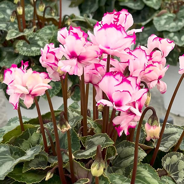 楽天市場】12月上旬以降お届けの予約品 シクラメン ローゼスローズ