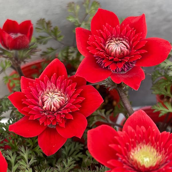 楽天市場】予約販売 アネモネ 苗 コロナリアダブル 10.5cmポット