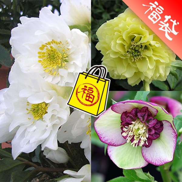 楽天市場】珍しい クリスマスローズ原種 トルクァツス苗/販売/通販