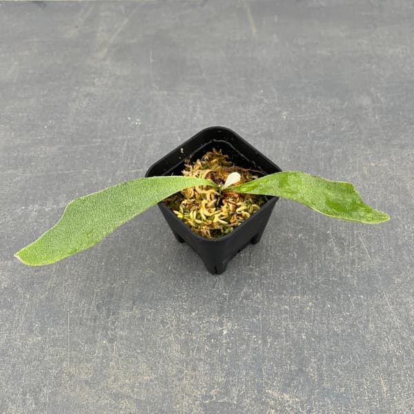 ラスト1株　willinckii Nano spore ビカクシダウィリンキー Amazon｜【Plants Links】ビカクシダ ウィリンキー ナノ スポア