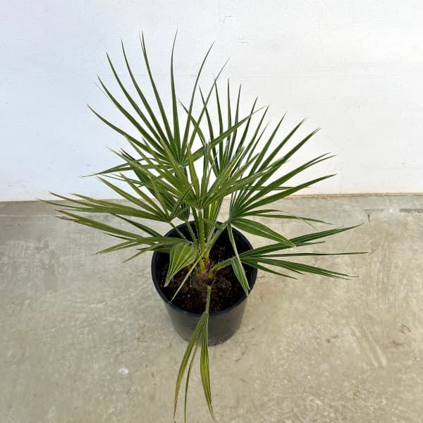 楽天市場】【現品発送】チャメロプス ボルケーノ 大株 15号鉢植え