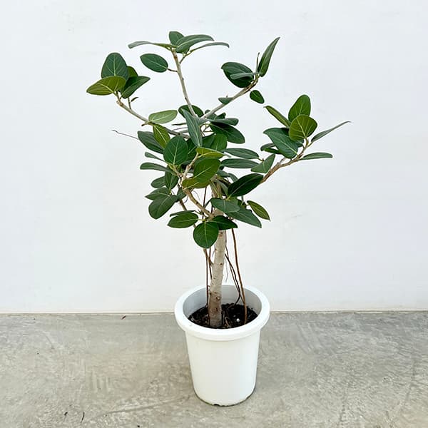 楽天市場】観葉植物 フィカス・ベンガレンシス（曲げ） / 5寸・約W