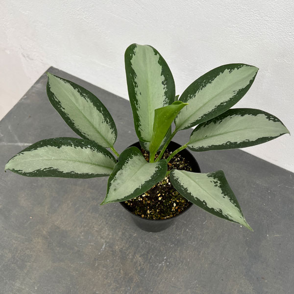 観葉草木/アグラオネマ：オオサカ黒いこと 6号鉢植え