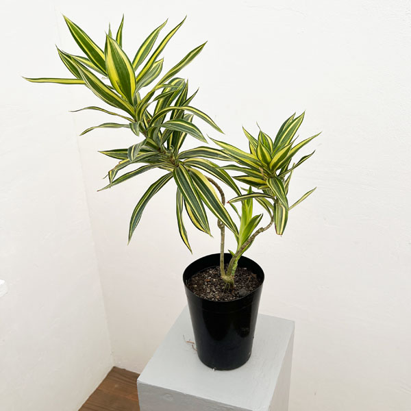 楽天市場】観葉植物/[ザ・ファームセレクト][送料無料]（わけあり特価