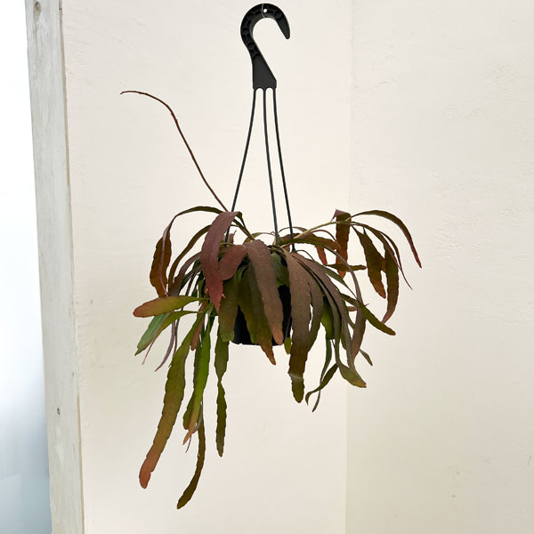 大株　アンスリウム　ビッタリフォリウム　６号　吊り鉢　① アンスリウム ビッタリフォリウム 4号スリット吊り鉢(個体