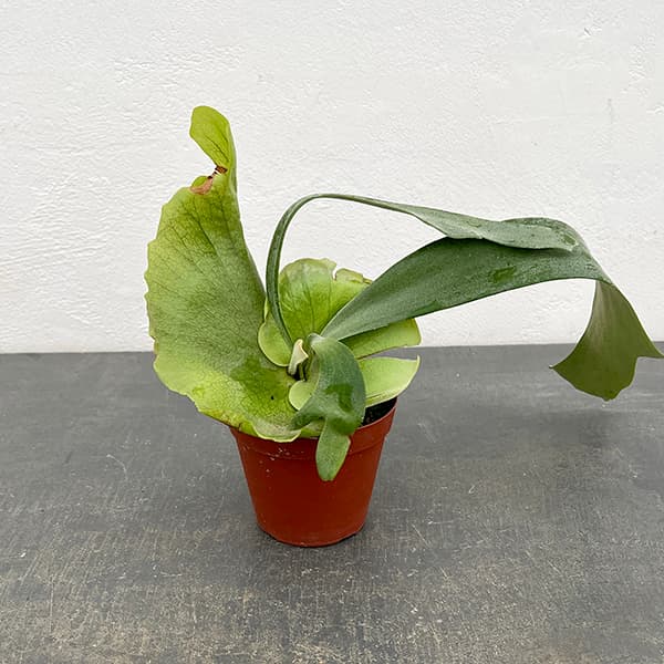 楽天市場】ゆうパック 送料無料 frog_yamato【ridleyi dwarf