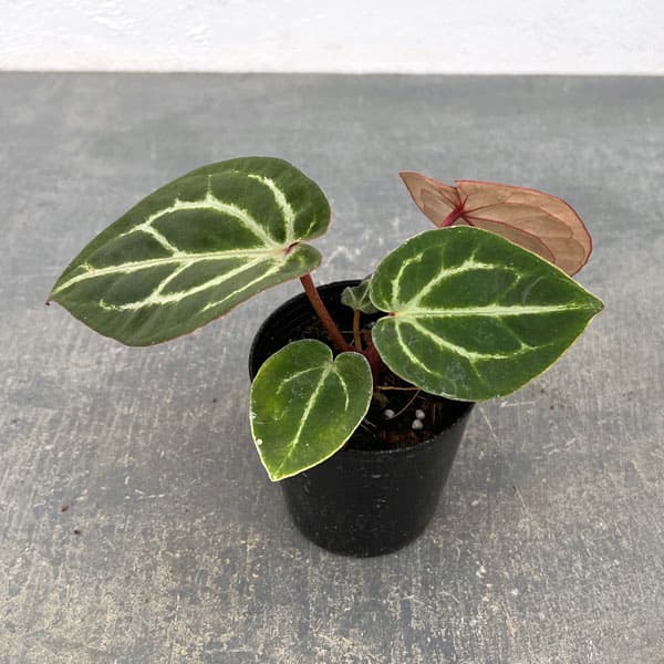 楽天市場】観葉植物/（わけあり特価）アンスリウム：ドラヤキ×クリスタ