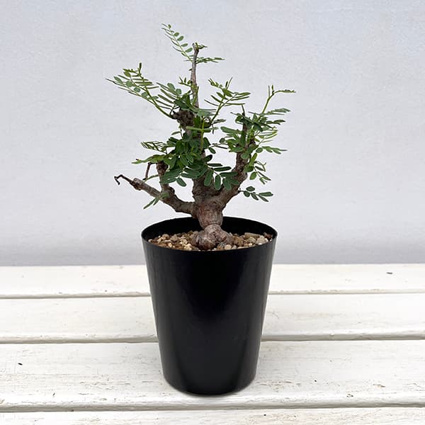 楽天市場】観葉植物/（わけあり特価）センナ：メリディオナリス 3号23