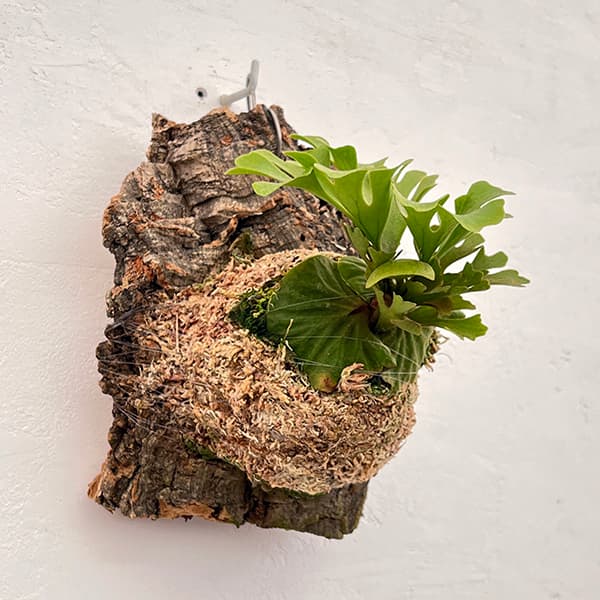 楽天市場】観葉植物/[ザ・ファームセレクト]ビカクシダ