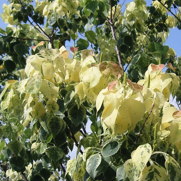 楽天市場】ナンキンハゼ メトロキャンドル 5号苗 : 千草園芸