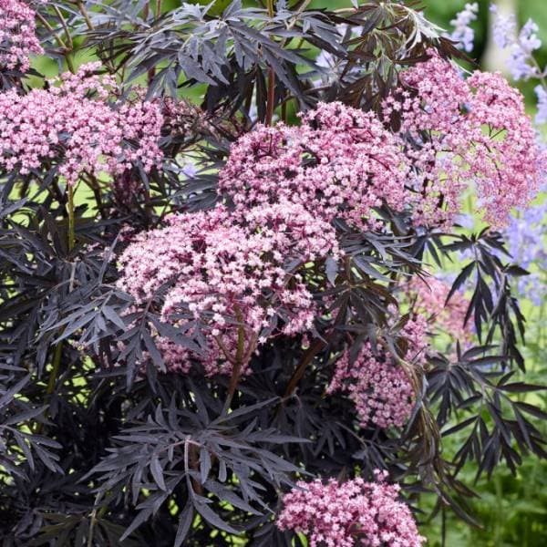 楽天市場】サンブカス ブラックレース 5号 西洋ニワトコ シェード